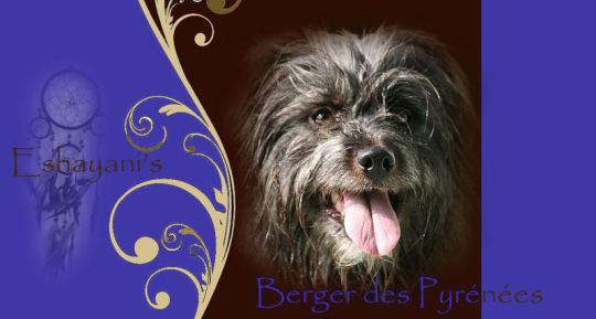 Berger des Pyrénées